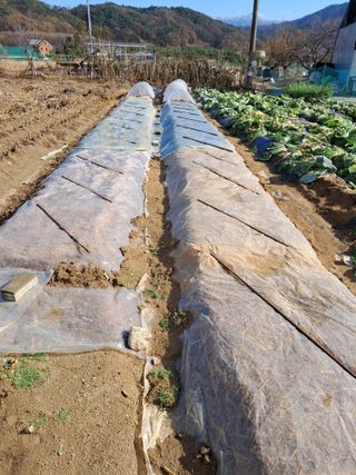 서상기 은퇴농장님의 농사, 무엇이든 물어보세요! · 참여글 작성글 사진