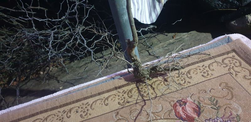 주주농장님의 장터 판매 상품 [복조대추  묘목팝니다.[판매완료]] 첨부 사진