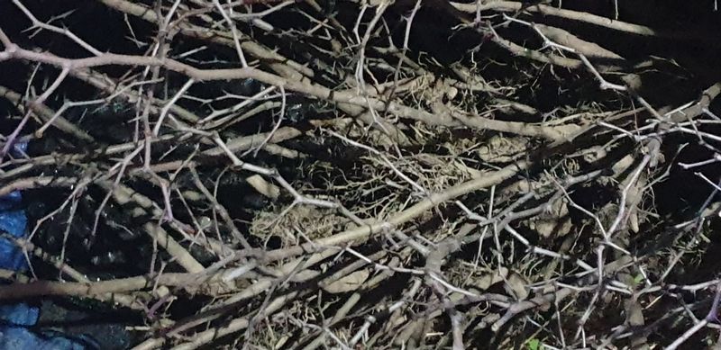 주주농장님의 장터 판매 상품 [복조대추  묘목팝니다.[판매완료]] 첨부 사진