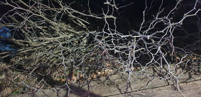 주주농장님의 장터 판매 상품 [복조대추  묘목팝니다.[판매완료]] 첨부 사진