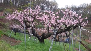 전문표님의 농사, 무엇이든 물어보세요! · 참여글 작성글 사진