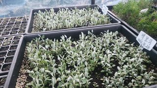 연지골농원_단야님의 자유주제 · 자유게시판 작성글 사진