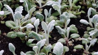 연지골농원_단야님의 자유주제 · 자유게시판 작성글 사진