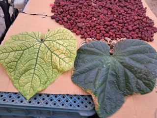 오이10792님의 농사, 무엇이든 물어보세요! · 참여글 작성글 사진