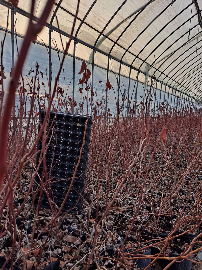 장터 상품 [블루베리 묘목] 썸네일