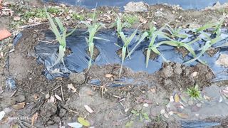 김상봉님의 농사, 무엇이든 물어보세요! · 참여글 작성글 사진