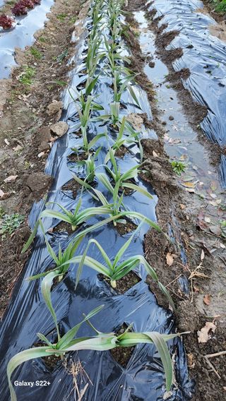 김상봉님의 농사, 무엇이든 물어보세요! · 참여글 작성글 사진