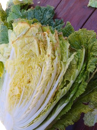 12345우각장당리님의 농사, 무엇이든 물어보세요! · 참여글 작성글 사진