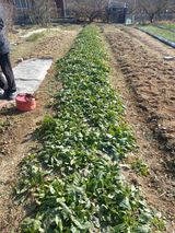 팜모닝 기타작물·자유게시판 게시글 이미지