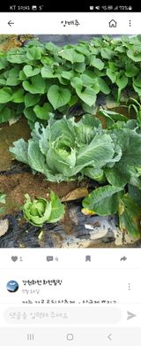 팜모닝 농사, 무엇이든 물어보세요!·참여글 게시글 이미지