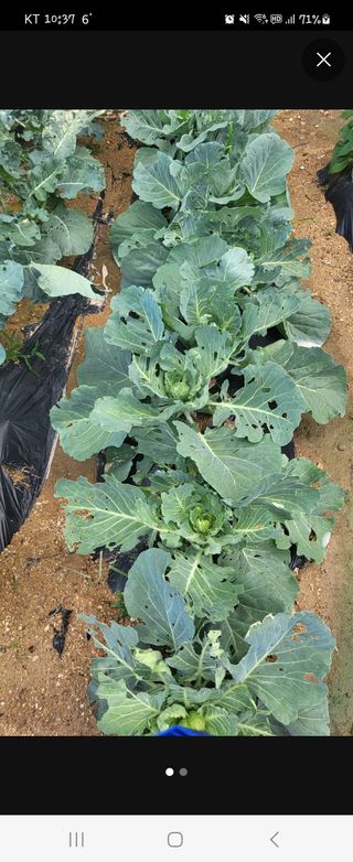 장유경만점자님의 농사, 무엇이든 물어보세요! · 참여글 작성글 사진