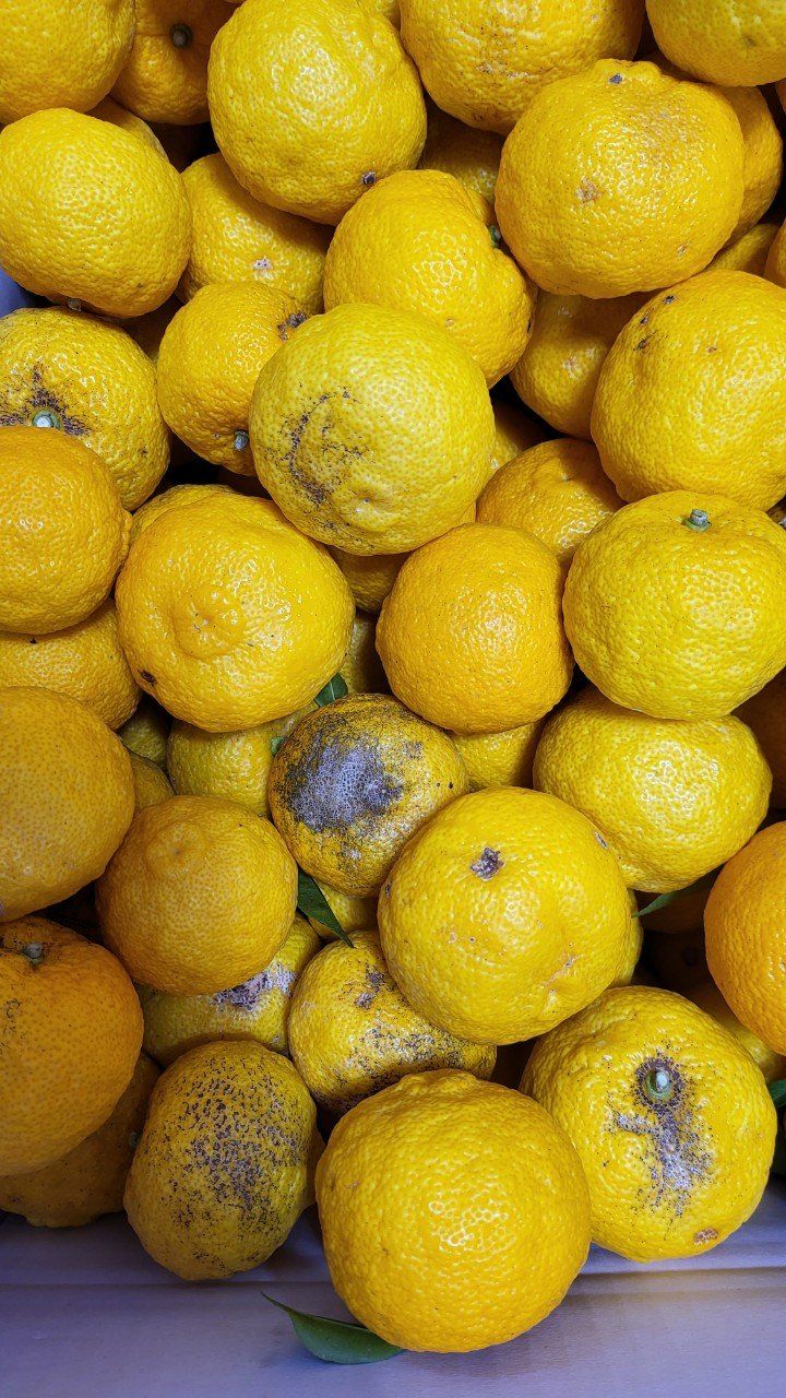 장금이1님의 장터 판매 상품 [고흥유자] 첨부 사진