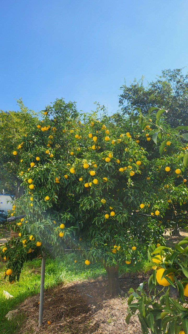 장금이1님의 장터 판매 상품 [고흥유자] 첨부 사진