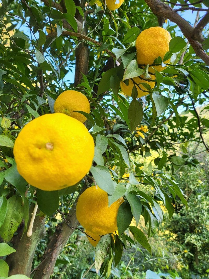 장금이1님의 장터 판매 상품 [고흥유자] 첨부 사진