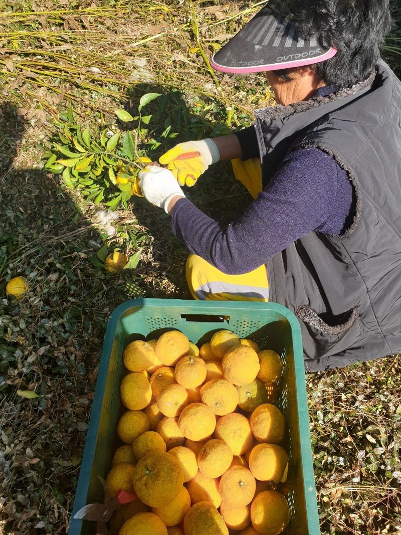 장금이1님의 장터 판매 상품 [고흥유자] 첨부 사진