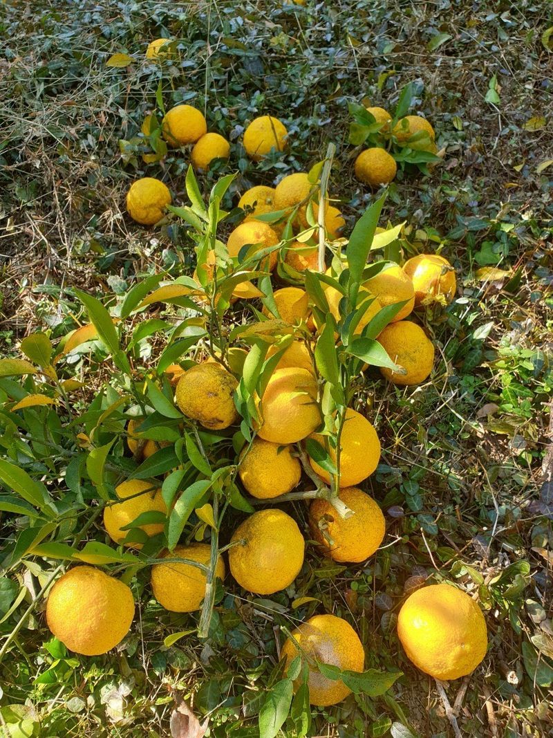 장터 상품 [고흥유자] 썸네일