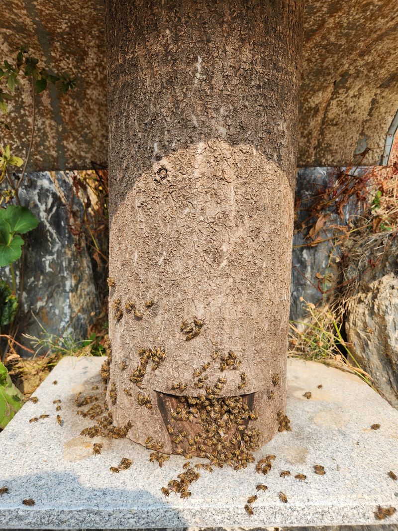 장터 상품 [100% 토종꿀 2.4kg] 썸네일