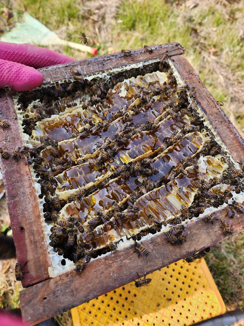 원주청년님의 장터 판매 상품 [100% 토종꿀 2.4kg] 첨부 사진