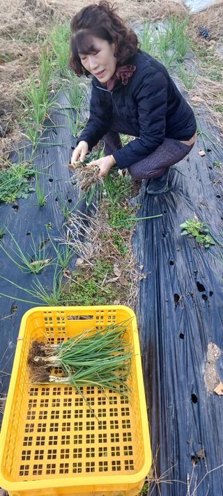 보령 게으른농부님의 자유주제 · 자유게시판 작성글 사진
