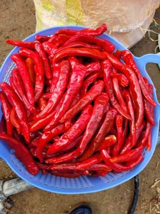 고추나방탄저에적합한님의 농사, 무엇이든 물어보세요! · 참여글 작성글 사진