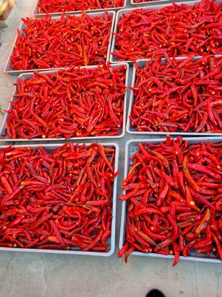 고추나방탄저에적합한님의 농사, 무엇이든 물어보세요! · 참여글 작성글 사진