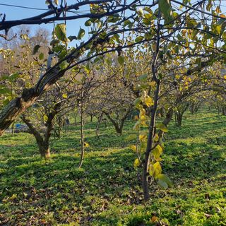 봉구~아삭아삭님의 배 · 영농일지 작성글 사진