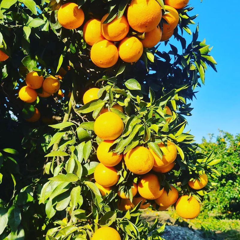 오정현님의 장터 판매 상품 [노지 조생 귤 10키로] 첨부 사진