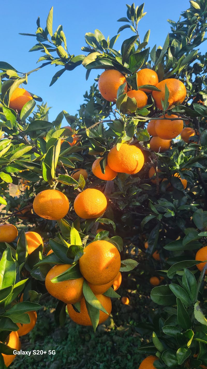 오정현님의 장터 판매 상품 [노지 조생 귤 10키로] 첨부 사진