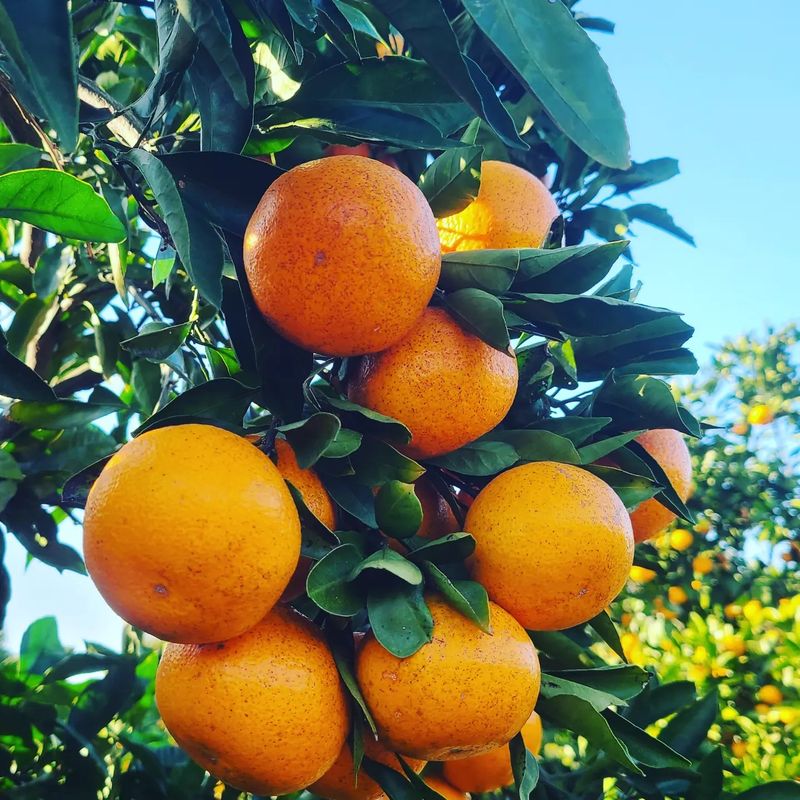 오정현님의 장터 판매 상품 [노지 조생 귤 10키로] 첨부 사진