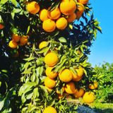 팜모닝 귤·수확 게시글 이미지