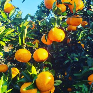 오정현님의 귤 · 수확 작성글 사진