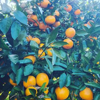 오정현님의 귤 · 수확 작성글 사진