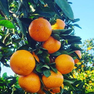 오정현님의 귤 · 수확 작성글 사진