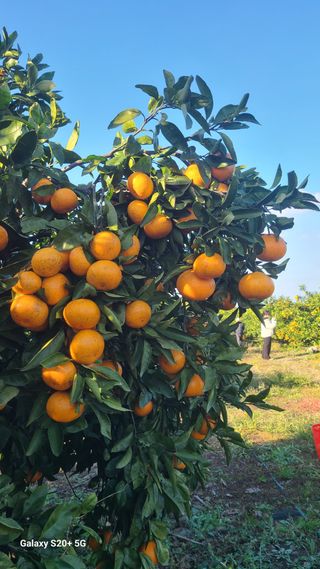 오정현님의 귤 · 수확 작성글 사진