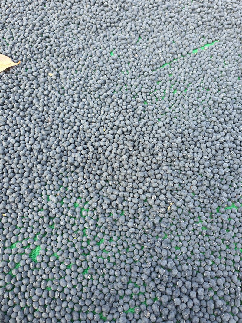 딸기15519님의 장터 판매 상품 [새바람 서리태콩 1kg] 첨부 사진