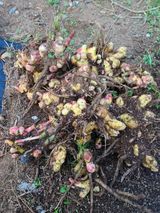 팜모닝 농사, 무엇이든 물어보세요!·참여글 게시글 이미지