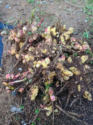 김재열님의 농사, 무엇이든 물어보세요! · 참여글 작성글 사진