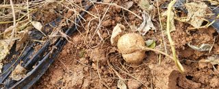 조미숙님의 농사, 무엇이든 물어보세요! · 참여글 작성글 사진