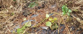 조미숙님의 농사, 무엇이든 물어보세요! · 참여글 작성글 사진