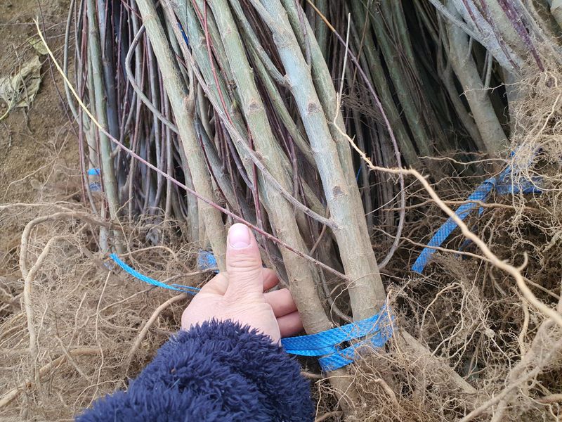 서울농원묘목님의 장터 판매 상품 [플랑밍고 셀릭스(삼색 버드나무) 묘목 판매합니다.] 첨부 사진