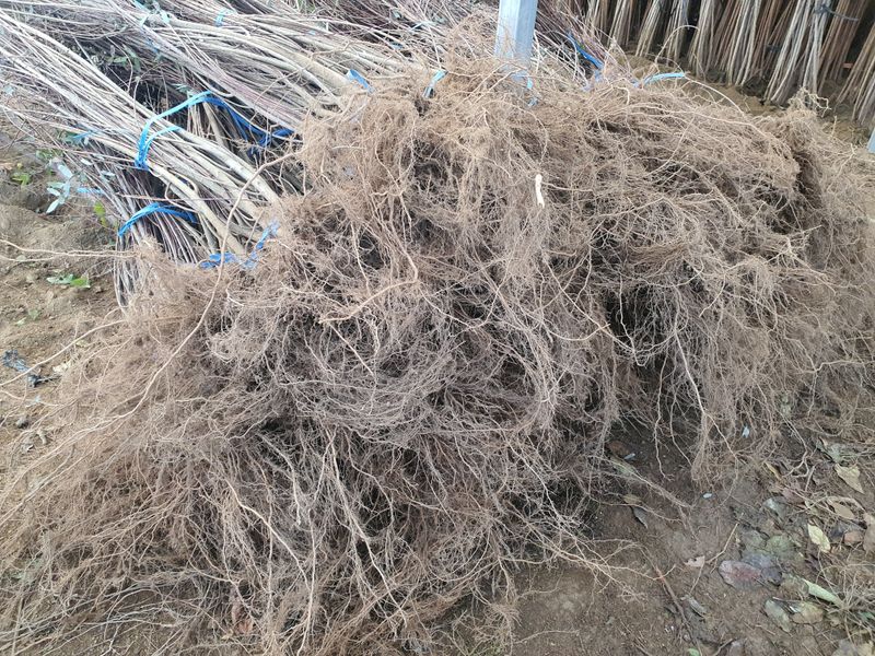 서울농원묘목님의 장터 판매 상품 [플랑밍고 셀릭스(삼색 버드나무) 묘목 판매합니다.] 첨부 사진