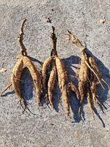 팜모닝 기타작물·영농일지 게시글 이미지