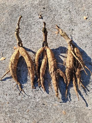 갈산구기자님의 기타작물 · 영농일지 작성글 사진