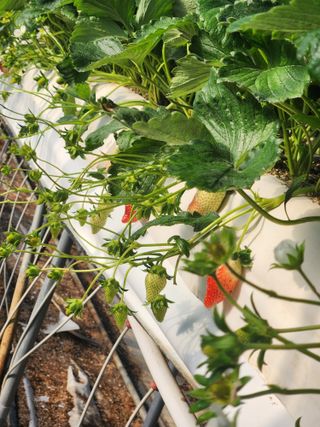 논산. 이순자님의 딸기 · 일상 작성글 사진