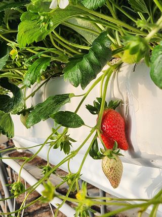 논산. 이순자님의 딸기 · 일상 작성글 사진