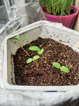 팜모닝 오이·자유게시판 게시글 이미지