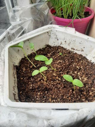 이강재님의 오이 · 자유게시판 작성글 사진