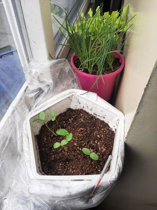 이강재님의 오이 · 자유게시판 작성글 사진