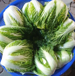 호랑이와인성이님의 자유주제 · 자유게시판 작성글 사진