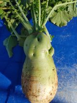 팜모닝 자유주제·자유게시판 게시글 이미지